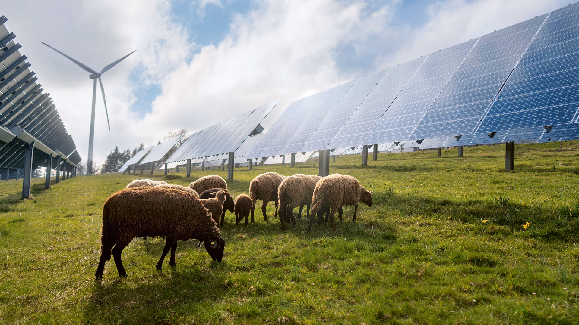 Schafe grasen auf einer Wiese zwischen Solarpanels, im Hintergrund steht eine Windturbine.