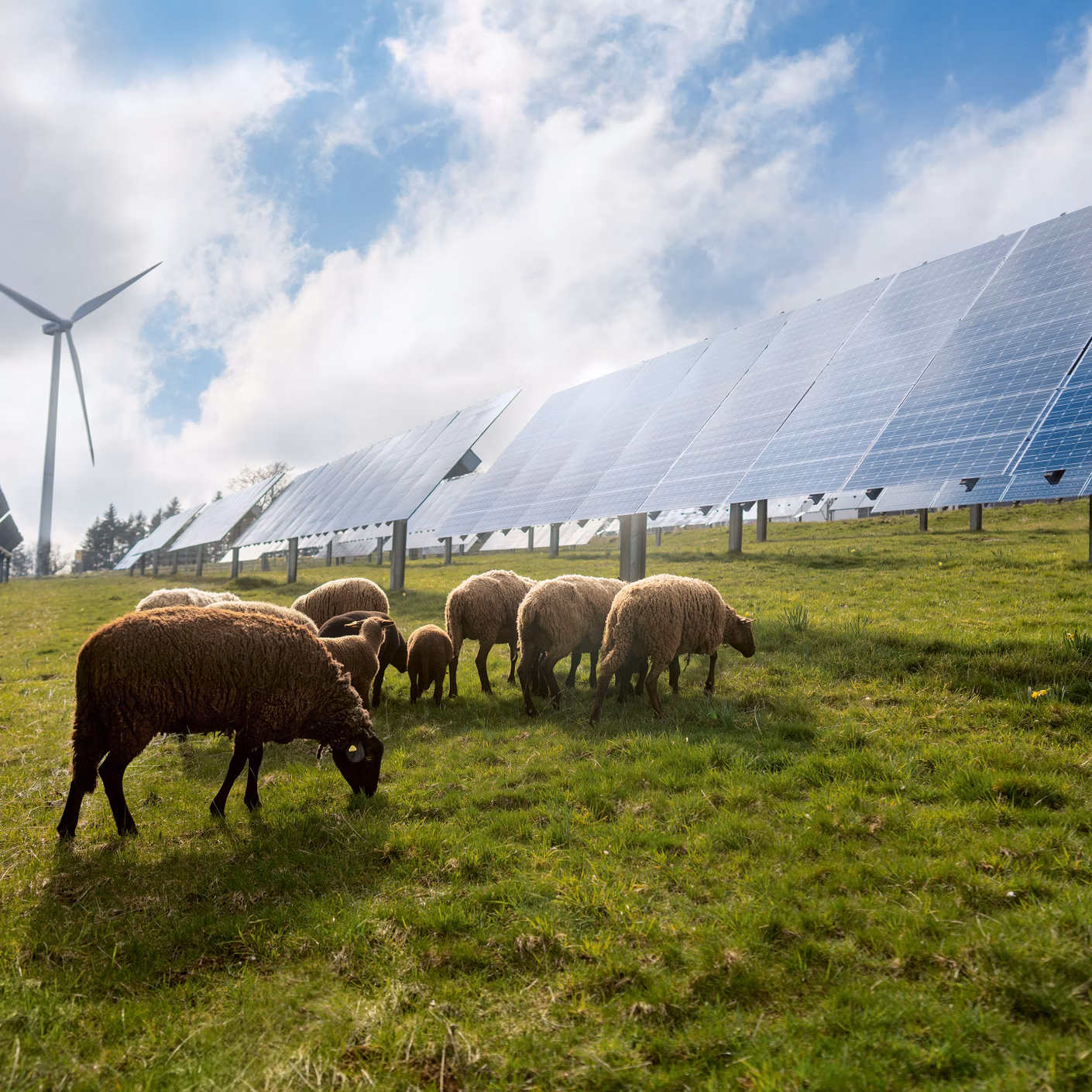 Schafe weiden auf einer Wiese zwischen Solarpanels und einer Windturbine.